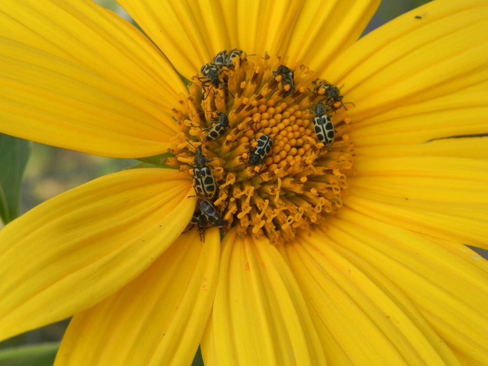 Você Conhece Margaridão ou Girassol Mexicano